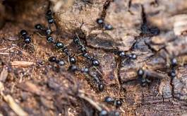 Fotoroleta kraj królowa sumienny mrówka zadanie