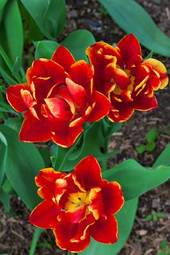 Plakat natura tulipan ładny świeży