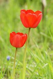 Plakat kwiat obraz natura tulipan