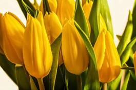 Naklejka tulipan kwitnący świeży