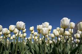 Naklejka tulipan kwiat ogród