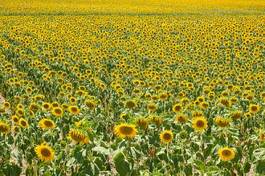 Obraz na płótnie rolnictwo kwiat słońce wieś