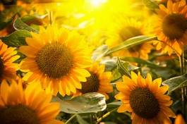 Plakat kwiat słonecznik pole