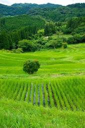 Naklejka azja natura pejzaż japonia