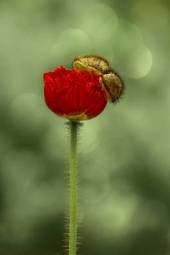Obraz na płótnie roślina lato kwiat mak
