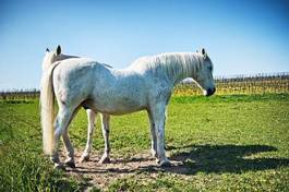 Plakat ogier piękny koń zwierzę ssak