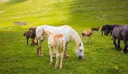 Fototapeta krajobraz zwierzę koń pastwisko klacz