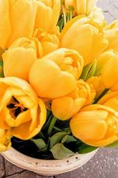 Obraz na płótnie natura kwiat roślina bukiet tulipan