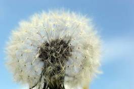 Fototapeta kwiat łąka świeży natura niebo
