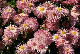Fototapeta pink daisies