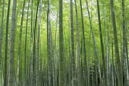 Fotoroleta bambus zielony sprężyna naturalny