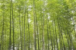 Naklejka bambus naturalny sprężyna zielony 