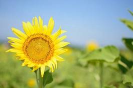 Obraz na płótnie kwiat tajlandia lato słonecznik park