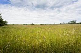 Obraz na płótnie lato natura rolnictwo krajobraz