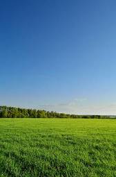 Fotoroleta rolnictwo łąka natura trawa lato