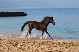 Fotoroleta wybrzeże wyścig morze koń