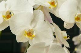 Plakat orhidea natura ogród storczyk