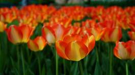 Fototapeta tulips field