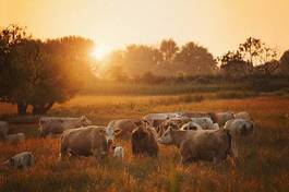Obraz na płótnie cows on pasture