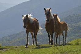 Obraz na płótnie koń źrebak zwierzę rodzina 