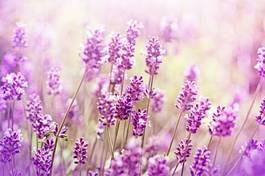 Naklejka lato natura aromaterapia kwitnący