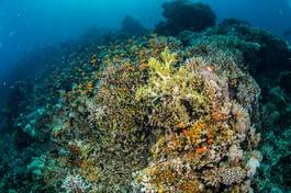 Naklejka egipt rafa ryba podwodne koral