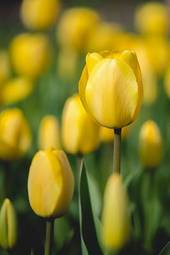 Naklejka tulipan ogród natura kwiat