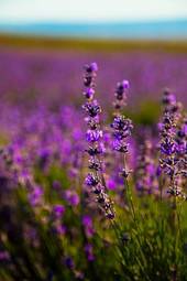 Naklejka lavender flowers