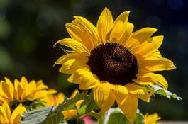 Obraz na płótnie lato kwiat ładny słońce