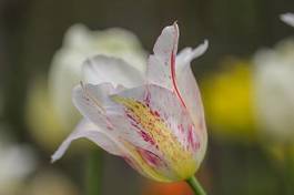 Obraz na płótnie natura tulipan ogród