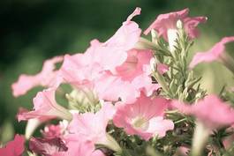 Fotoroleta piękny sztuka świeży lato kwiat