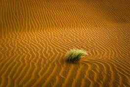 Fototapeta sand desert with grass