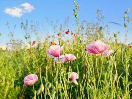Fotoroleta trawa lato łąka kwiat niebo