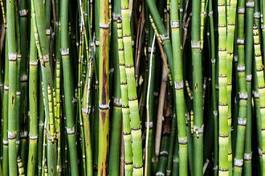 Naklejka roślina natura bambus drewno poziomy
