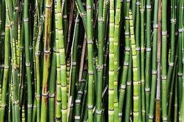 Naklejka natura bambus roślina