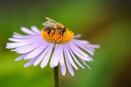 Fototapeta natura lato pyłek ogród roślina