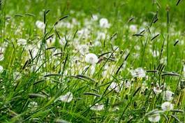 Plakat łąka natura roślina trawa kwiat