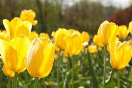 Naklejka tulipan roślina natura kwiat
