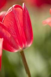 Fotoroleta natura tulipan kwiat