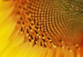 Fototapeta słonecznik kwiat natura słońce