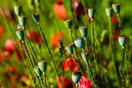 Fotoroleta mak kwiat nasienie czerwony szypułka