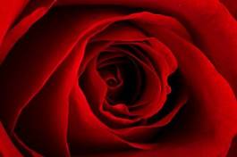 Naklejka kwiat miłość tło makro rose