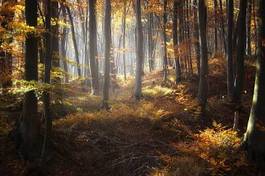 Fotoroleta drzewa natura pejzaż jesień słońce