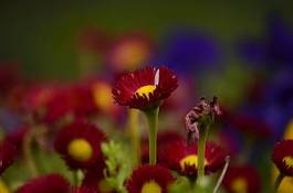 Fototapeta kwiat kwiecisty uschłą kolor sprężyna