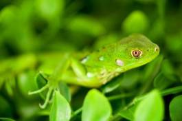 Fotoroleta gad fauna ładny tropikalny oko