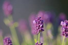 Plakat kwiat ogród lawenda fioletowy magenta