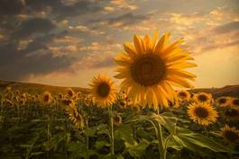 Obraz na płótnie kwiat lato słonecznik olej rolnictwo