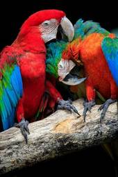 Fotoroleta dwie papugi na gałęzi