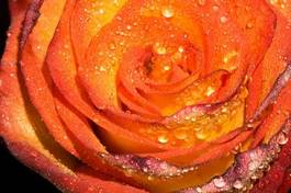 Naklejka kwiat woda rosa natura świeży