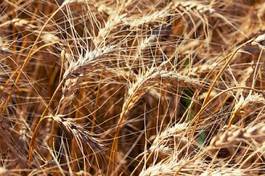 Fotoroleta pszenica jedzenie pole słoma wzór